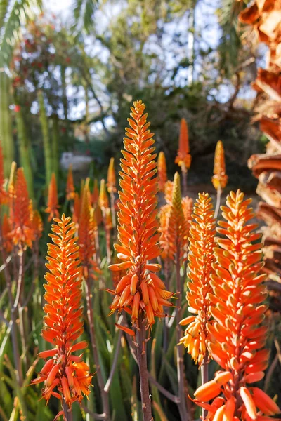 Fioritura Colorata Pianta Succulenta Medicinale Aloe Vera — Foto Stock