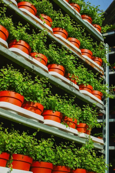 피클라푸 화이트 식물을 아름답거나 장식용으로 재배하여 온실에서 자라게 준비가 집들이 — 스톡 사진