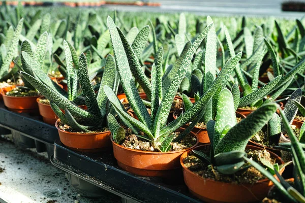 Haworthia is a large genus of small succulent plants, houseplants cultivated as decorative or ornamental flower, growing in greenhouse, ready for transport for sale.