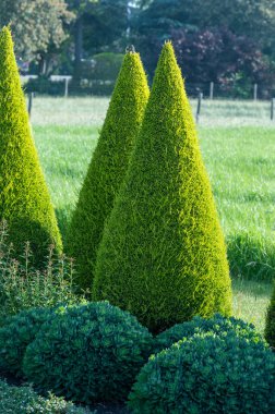 Bahçede iyi yetiştirilmiş yeşil konik thuja kozalaklı ağaçlar