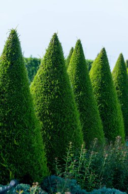 Bahçede iyi yetiştirilmiş yeşil konik thuja kozalaklı ağaçlar