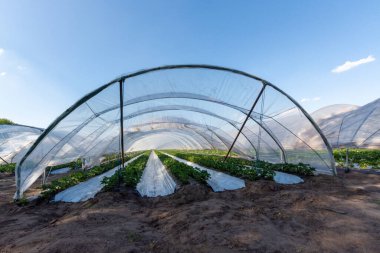 Plastikçilik yöntemini kullanarak çilek yetiştirme, sera polietilen tünellerinde plastik gübre üzerinde büyüyen bitkiler.