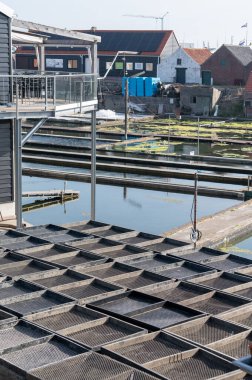 Zeeuwse köyü Yerseke 'nin ünlü istiridye kuyuları Belon ve Creuse istiridyeleri ve midyeleri, Zeeland, Hollanda