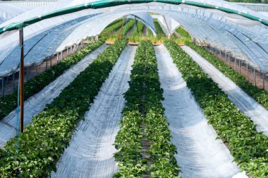 Plastikçilik yöntemini kullanarak çilek yetiştirme, sera polietilen tünellerinde plastik gübre üzerinde büyüyen bitkiler.