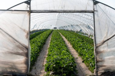 Plastikçilik yöntemini kullanarak çilek yetiştirme, sera polietilen tünellerinde plastik gübre üzerinde büyüyen bitkiler.
