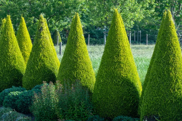 庭でよく手入れされた緑の円錐形のトゥハ針葉樹の木 — ストック写真