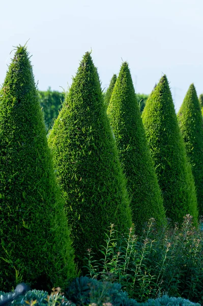 Bahçede iyi yetiştirilmiş yeşil konik thuja kozalaklı ağaçlar