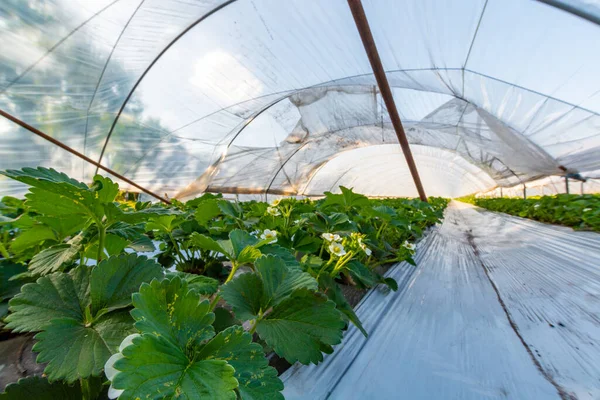 Teelt Van Aardbeienvruchten Met Behulp Van Plastictuinmethode Planten Die Groeien — Stockfoto