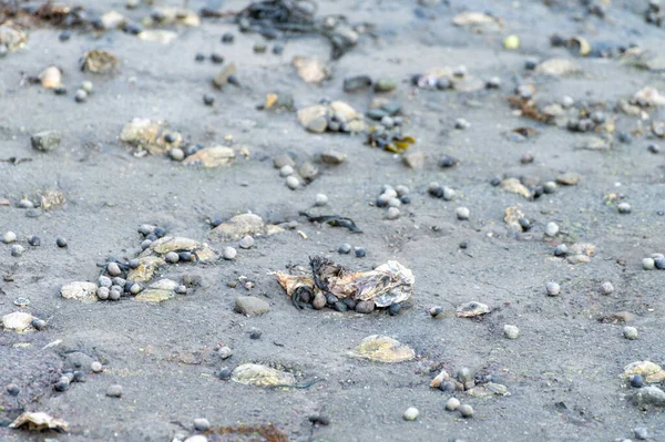 Cosecha Estacional Mariscos Ostras Silvestres Orilla Del Mar Durante Marea — Foto de Stock