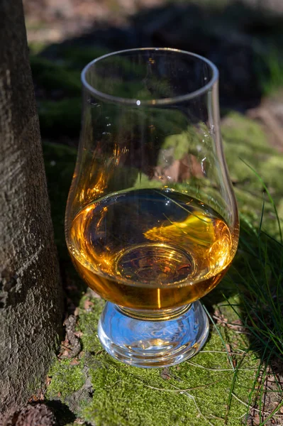 アイラ島のスコッチシングルモルトウイスキーの試飲 緑の苔と古い切り株の背景を持つスコットランドのすべてのウイスキーの中で最も激しく風味 — ストック写真