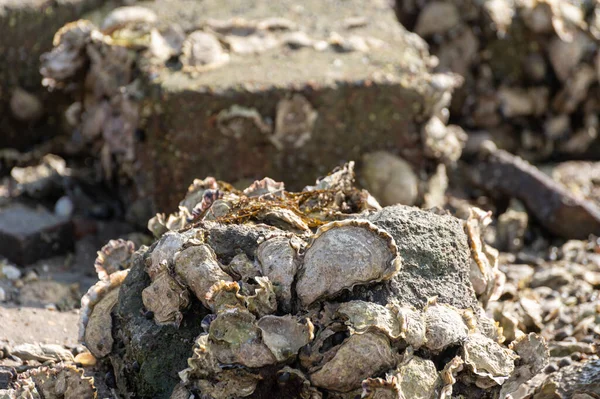 荷兰泽兰低潮期间在海滨季节性收获野生牡蛎贝类 — 图库照片
