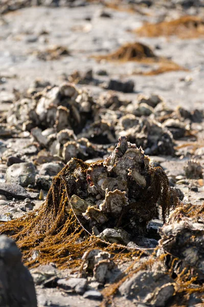 Cosecha Estacional Mariscos Ostras Silvestres Orilla Del Mar Durante Marea — Foto de Stock