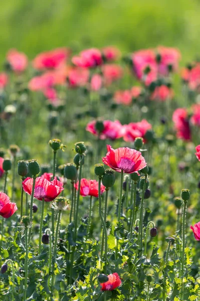 Blossom Many Garden Red Poppy Flowers Nature Background — Stock Photo, Image