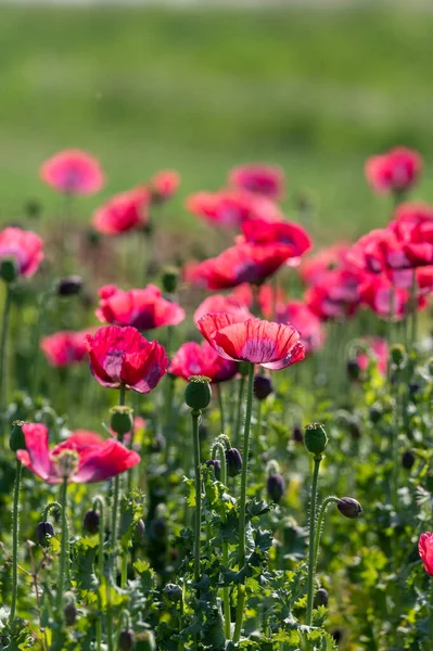 Fleur Nombreux Jardin Fleurs Pavot Rouge Fond Nature — Photo