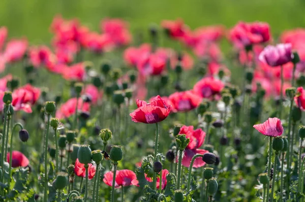 Blomstre Mange Haven Røde Valmue Blomster Natur Baggrund - Stock-foto