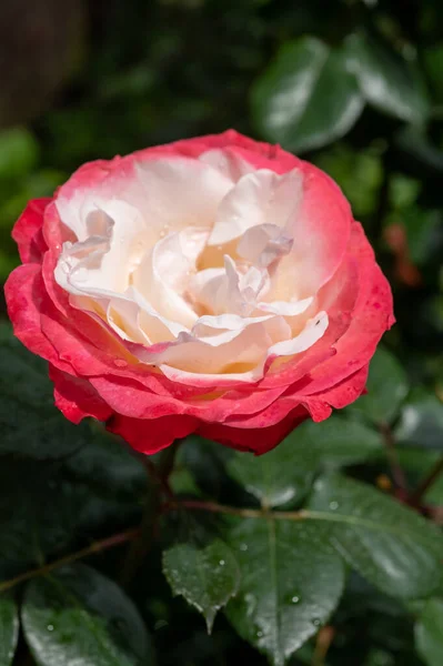 Beyaz Kırmızı Melez Çayın Çiçeği Nostalji Çifte Zevkli Çiçekçi Bahçesi — Stok fotoğraf
