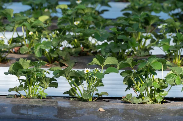 Cultivo Frutas Fresa Utilizando Método Plasticultura Plantas Que Crecen Mantillo —  Fotos de Stock