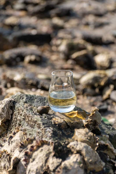 Tasting glass of Scotch whisky and sea shore background during low tide, smoky whisky pairing with oysters