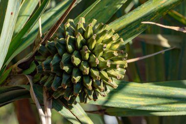 Pandanus utilis, Madagaskar kökenli meyveli Screwpine bitkisi.