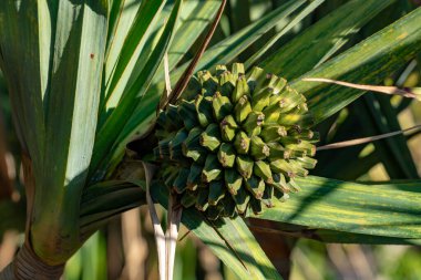 Pandanus utilis, Madagaskar kökenli meyveli Screwpine bitkisi.