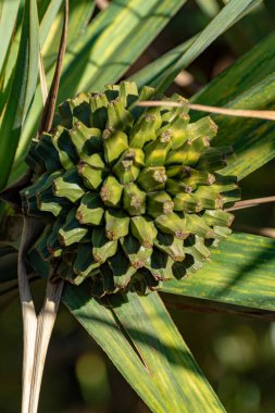 Pandanus utilis, Madagaskar kökenli meyveli Screwpine bitkisi.