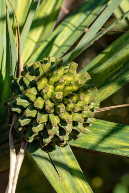 Pandanus utilis, Madagaskar kökenli meyveli Screwpine bitkisi.