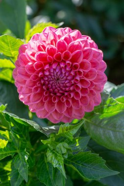 Bahçedeki yıldız çiçeklerinin büyük renkli çiçekleri.