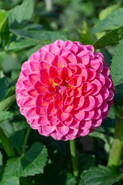 Bahçedeki yıldız çiçeklerinin büyük renkli çiçekleri.