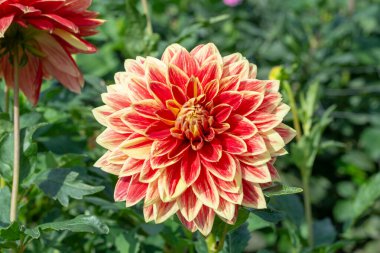 Bahçedeki yıldız çiçeklerinin büyük renkli çiçekleri.