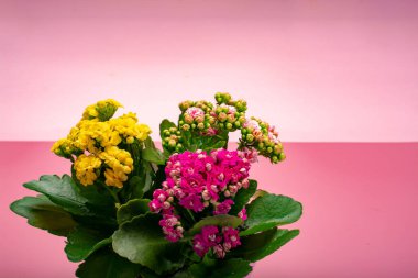 Renkli çiçekli tıbbi ev bitkisi kalanchoe moda parlak pembe arkaplan kopyalama alanına yakın