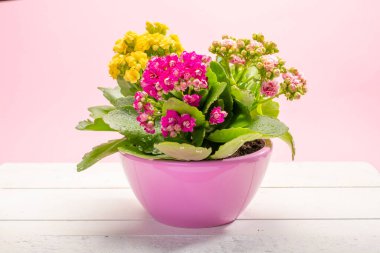 Renkli çiçekli tıbbi ev bitkisi kalanchoe moda parlak pembe arkaplan kopyalama alanına yakın
