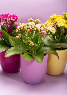 Seninle birlikte üç renk tencere tıbbi bitkiler çiçek ile kalanchoe moda pembe arka plan kapalı, parlak renk kavramı