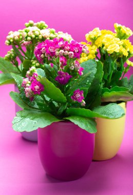 Seninle birlikte üç renk tencere tıbbi bitkiler çiçek ile kalanchoe moda pembe arka plan kapalı, parlak renk kavramı
