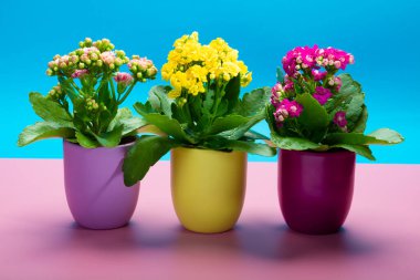 Seninle birlikte üç renk tencere tıbbi bitkiler çiçek ile kalanchoe moda pembe ve mavi arka plan kapalı, parlak renk kavramı
