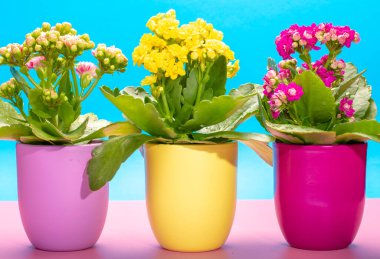 Seninle birlikte üç renk tencere tıbbi bitkiler çiçek ile kalanchoe moda pembe ve mavi arka plan kapalı, parlak renk kavramı