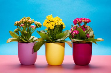 Seninle birlikte üç renk tencere tıbbi bitkiler çiçek ile kalanchoe moda pembe ve mavi arka plan kapalı, parlak renk kavramı
