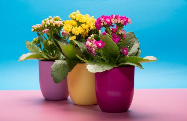 Seninle birlikte üç renk tencere tıbbi bitkiler çiçek ile kalanchoe moda pembe ve mavi arka plan kapalı, parlak renk kavramı