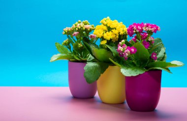 Seninle birlikte üç renk tencere tıbbi bitkiler çiçek ile kalanchoe moda pembe ve mavi arka plan kapalı, parlak renk kavramı