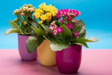 Seninle birlikte üç renk tencere tıbbi bitkiler çiçek ile kalanchoe moda pembe ve mavi arka plan kapalı, parlak renk kavramı