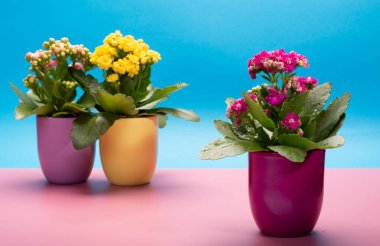 Seninle birlikte üç renk tencere tıbbi bitkiler çiçek ile kalanchoe moda pembe ve mavi arka plan kapalı, parlak renk kavramı