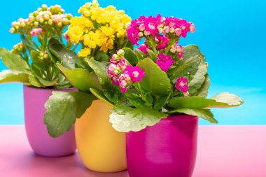 Seninle birlikte üç renk tencere tıbbi bitkiler çiçek ile kalanchoe moda pembe ve mavi arka plan kapalı, parlak renk kavramı