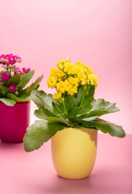 İki renkli tencere, iki renk tıbbi bitki, çiçekli kalanchoe moda pembe arka plana yakın, parlak renk kavramı.