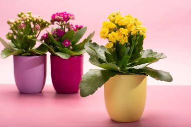 Seninle birlikte üç renk tencere tıbbi bitkiler çiçek ile kalanchoe moda pembe arka plan kapalı, parlak renk kavramı