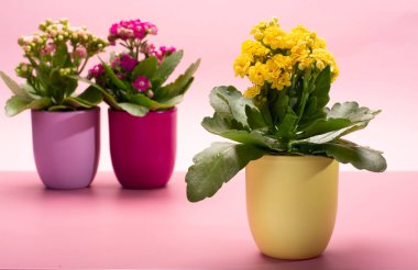 Seninle birlikte üç renk tencere tıbbi bitkiler çiçek ile kalanchoe moda pembe arka plan kapalı, parlak renk kavramı