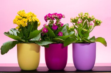 Seninle birlikte üç renk tencere tıbbi bitkiler çiçek ile kalanchoe moda pembe arka plan kapalı, parlak renk kavramı