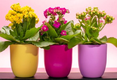 Seninle birlikte üç renk tencere tıbbi bitkiler çiçek ile kalanchoe moda pembe arka plan kapalı, parlak renk kavramı