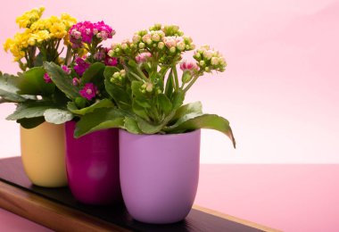 Seninle birlikte üç renk tencere tıbbi bitkiler çiçek ile kalanchoe moda pembe arka plan kapalı, parlak renk kavramı