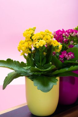 Seninle birlikte üç renk tencere tıbbi bitkiler çiçek ile kalanchoe moda pembe arka plan kapalı, parlak renk kavramı
