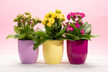 Seninle birlikte üç renk tencere tıbbi bitkiler çiçek ile kalanchoe moda pembe arka plan kapalı, parlak renk kavramı