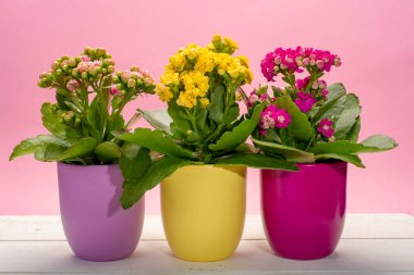 Seninle birlikte üç renk tencere tıbbi bitkiler çiçek ile kalanchoe moda pembe arka plan kapalı, parlak renk kavramı